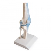 Knee Joint Model with Ligaments